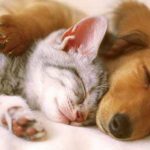 Hayvan Hakları Yasası Ne Zaman Çıkıyor?