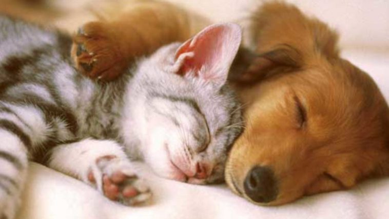 Hayvan Hakları Yasası Ne Zaman Çıkıyor?