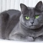 Rusçada Kediler 12 Farklı Şekilde Çağırılıyor!