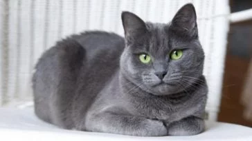 Rusçada Kediler 12 Farklı Şekilde Çağırılıyor!