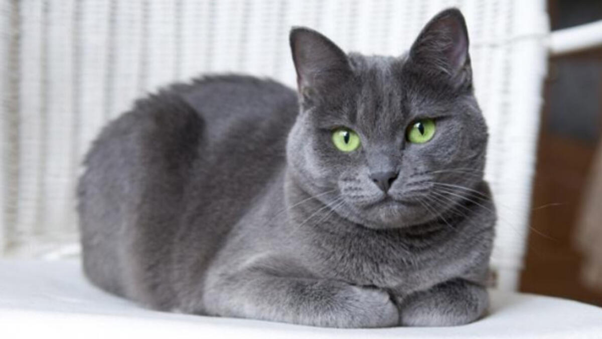 Rusçada Kediler 12 Farklı Şekilde Çağırılıyor!